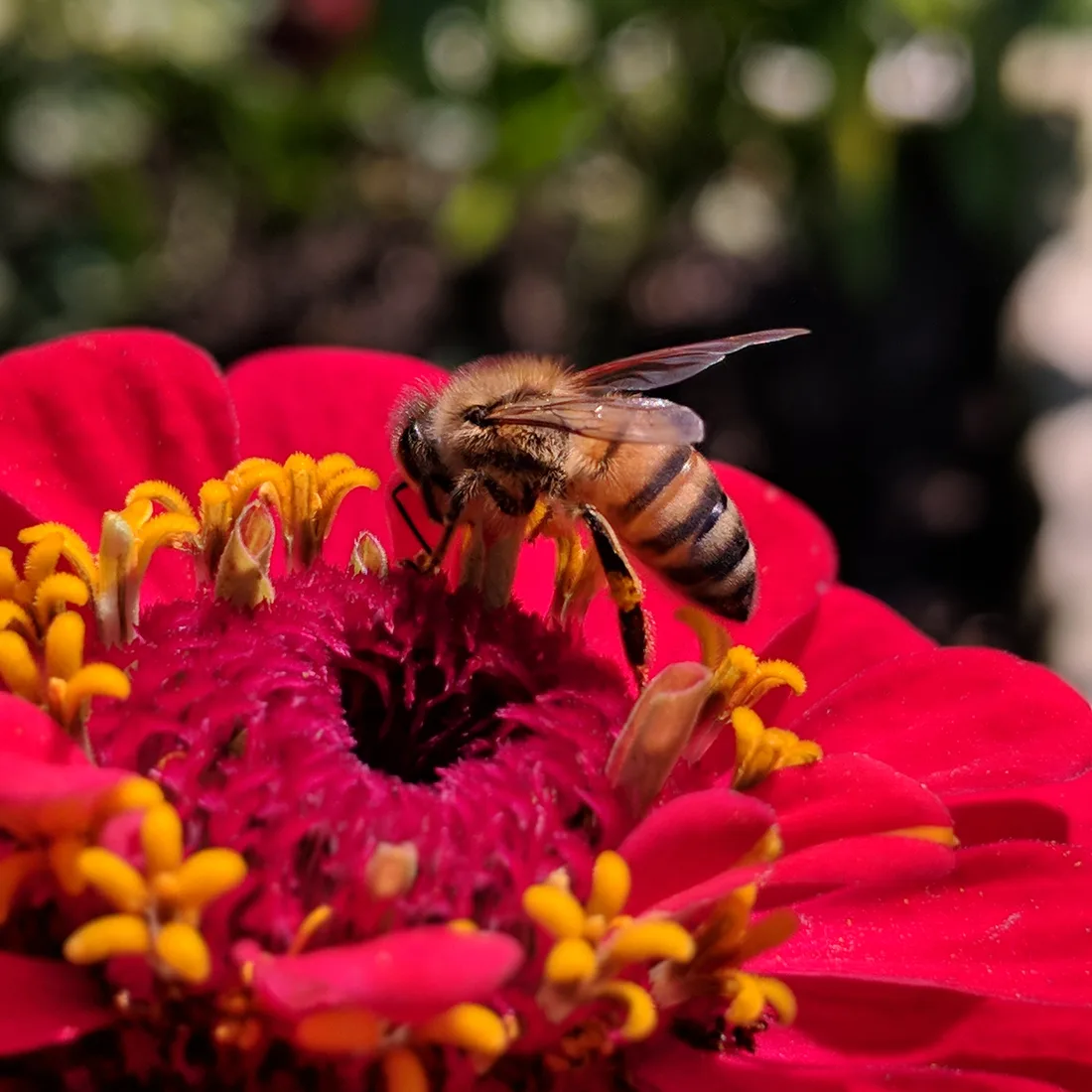 A honeybee on a bright red zinnia flower